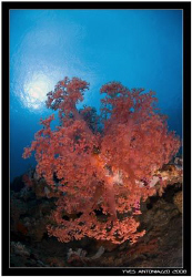 My favorite non mouving subject are those soft corals tak... by Yves Antoniazzo 